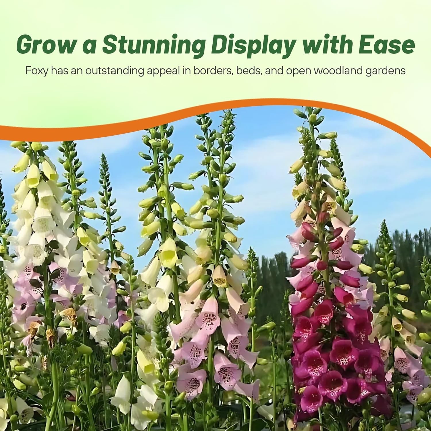 10000 Seeds Digitalis Purpurea Foxglove Foxy Wildflower Seed – AAS Winner
