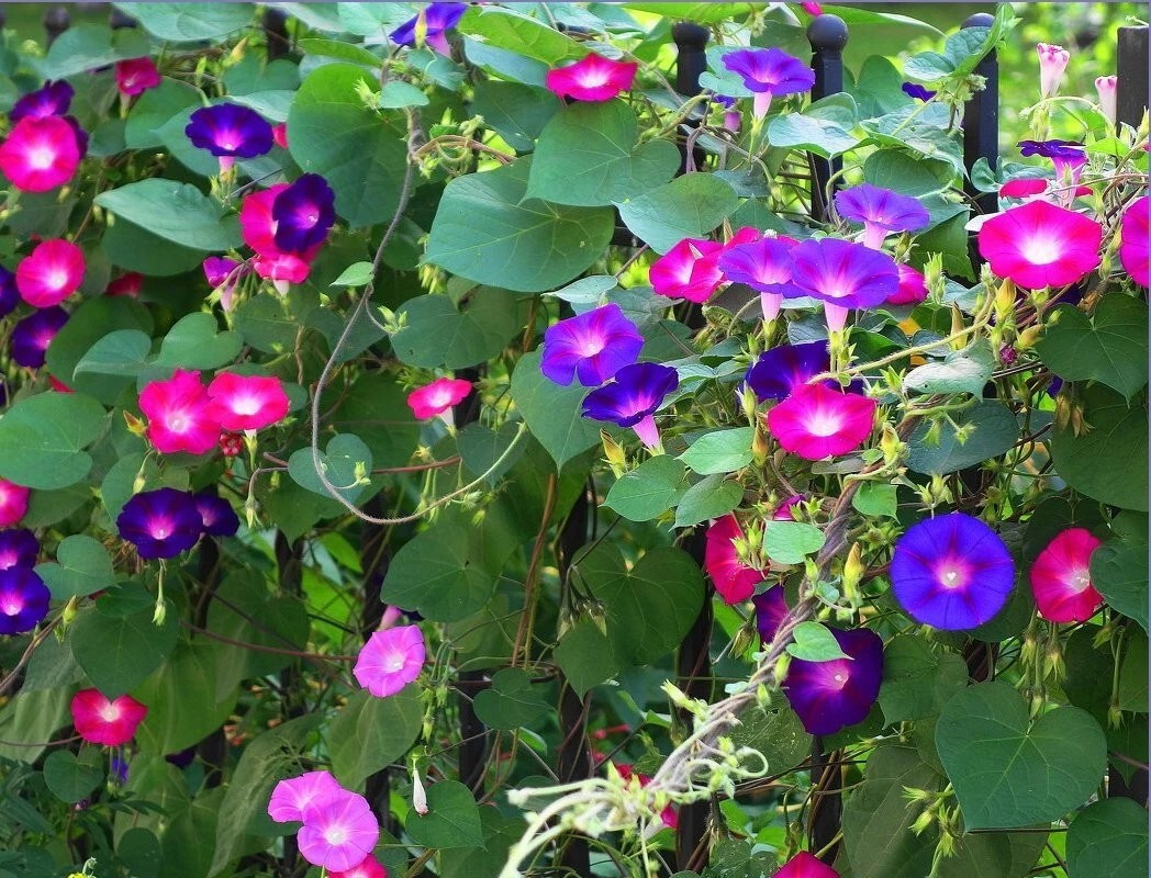 200+ MORNING GLORY FLOWER SEEDS – MIXED COLORS – CLIMBING – BEAUTIFUL — FRESH