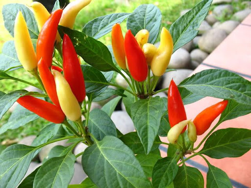 50 SEEDS – ORGANIC HOT TABASCO PEPPER FRESH SEEDS, USA