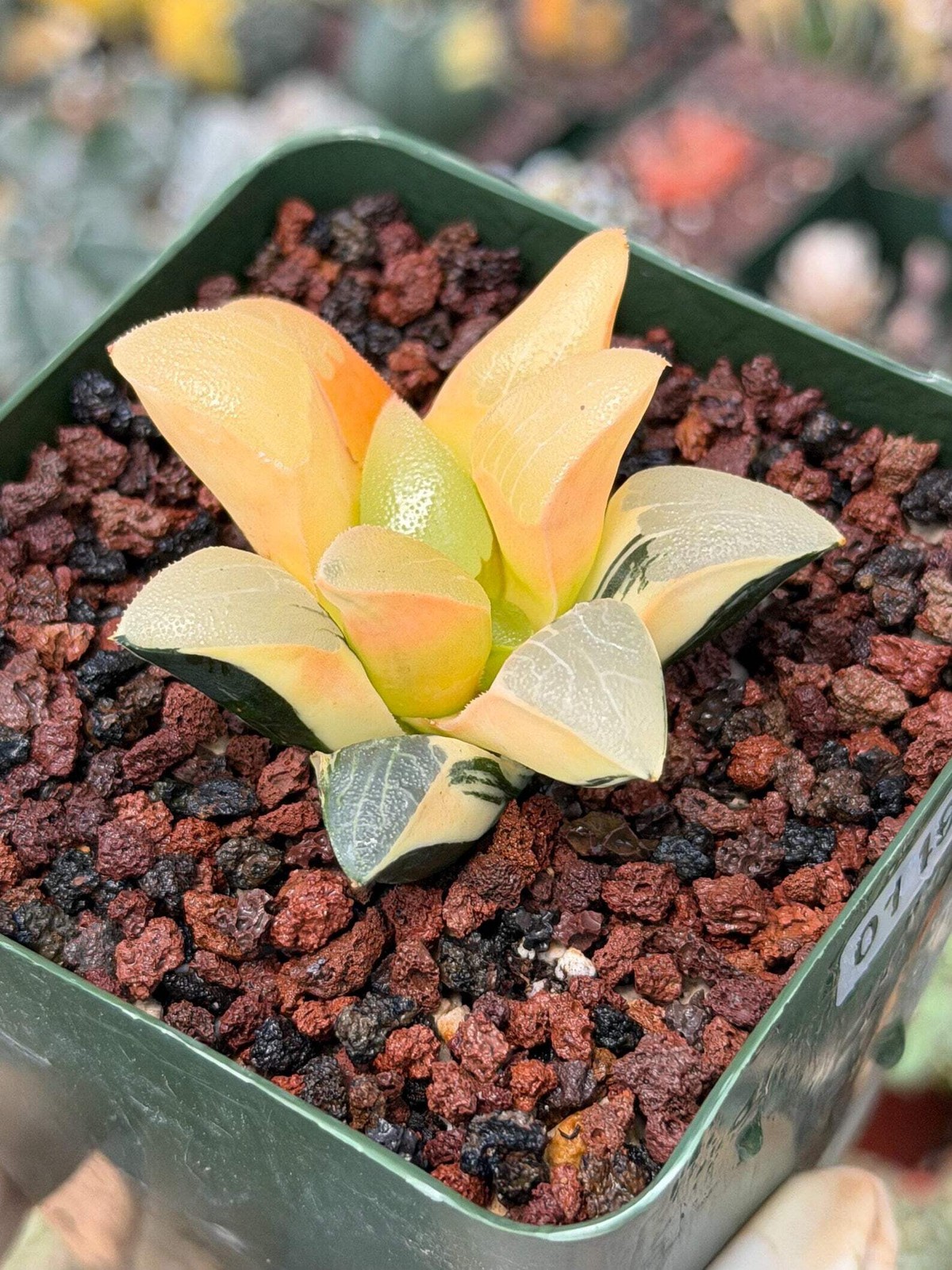 Variegated Haworthia Correcta | Rare Succulent | Live Plant with Yellow‑Orange V