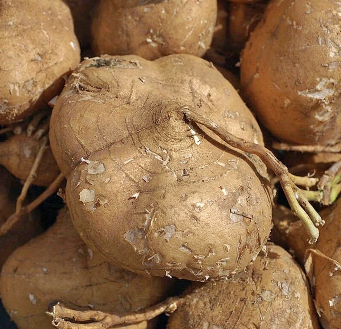 100+SEEDS Jicama I Mexican Yam Bean | Non-GMO Root Potato, Tuber Vegetable,