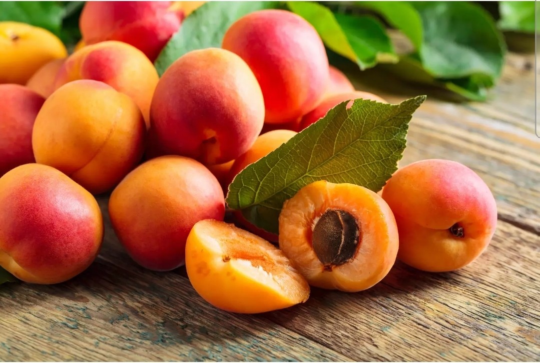 5 AMERICAN PLUM TREE SEEDS (Prunus americana) Fast Flower Plant Hardy-Zone 3