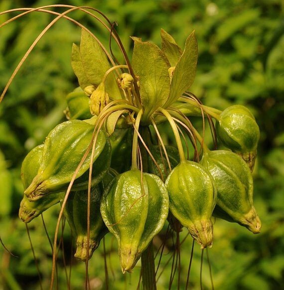 Tacca leontopetaloides 10 seeds