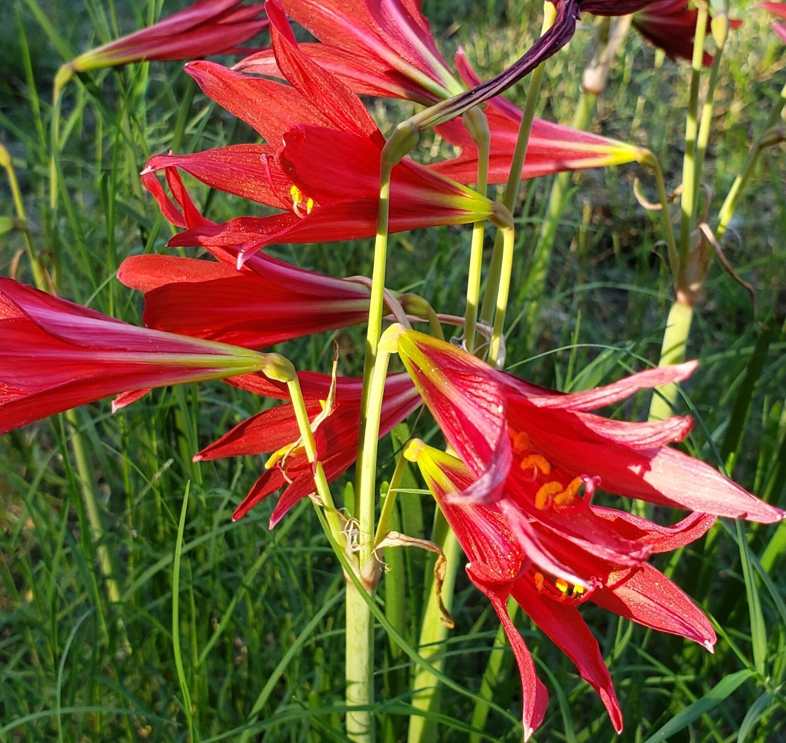 Oxblood Lily Bulbs Lilies Rain Schoolhouse Hurricane Rhodophiala bifida