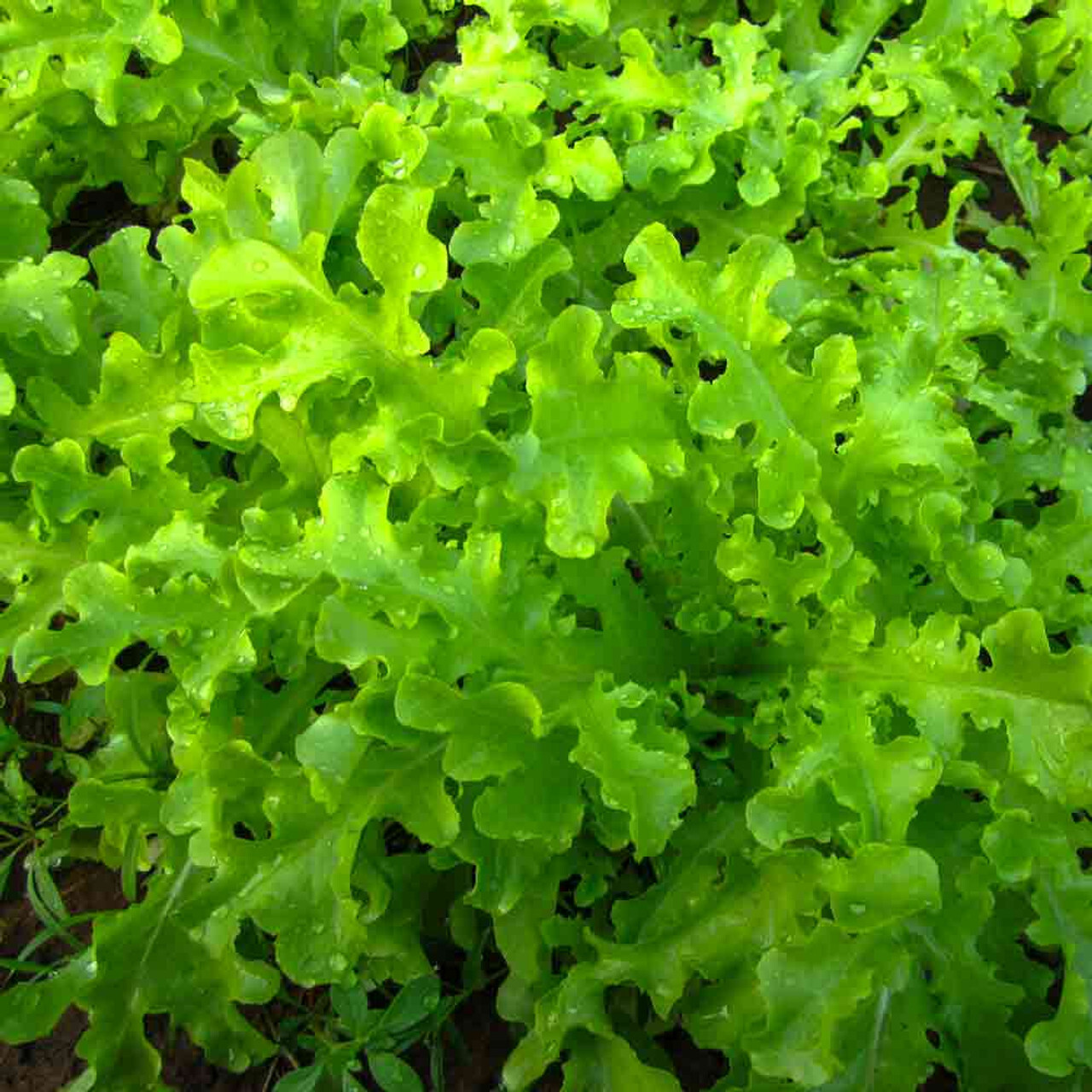 1oz Salad Bowl Leaf Lettuce Seeds – NON-GMO Always Fresh Seeds! (Approx 20,000)