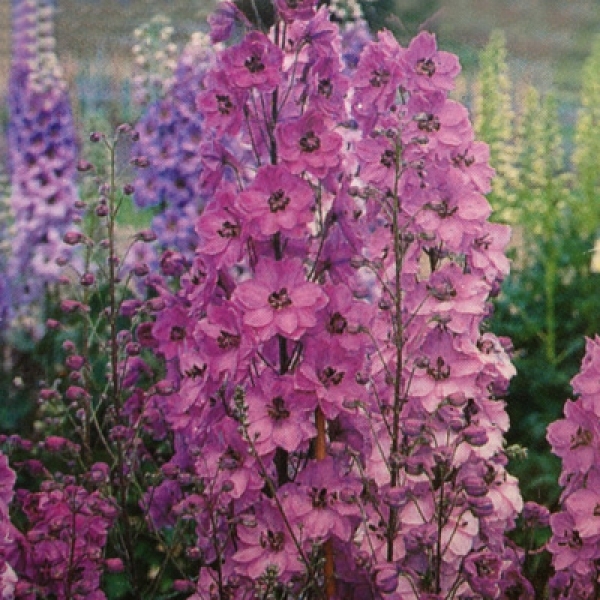 DELPHINIUM- PACIFIC GIANT SERIES * ASTOLAT VARIETY * SYMMETRICAL FLOWERS*3 INCH
