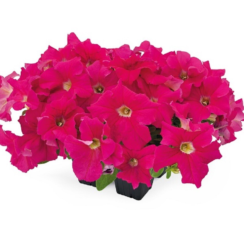 Petunia Success 360 Pink 50 Pelleted Petunia Seeds