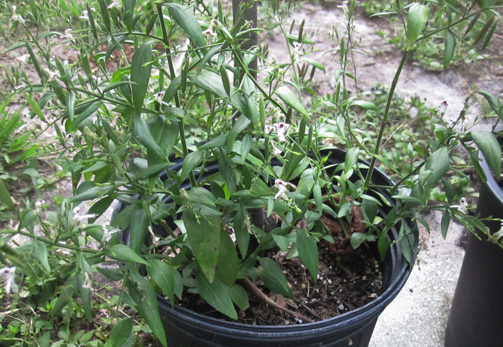 Andrographis paniculata 50+ SEEDS FREE SHIPPING! Herbal immune booster, kalmegh