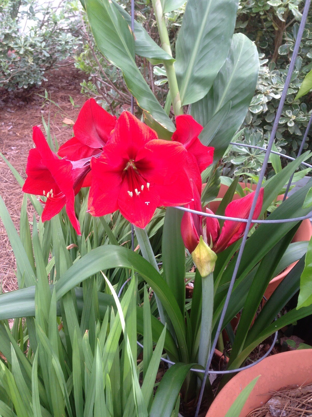 Combo 2 PINK CRINUM LILY-Belladonna-2 Red Amaryllis 3+INCH Size.see Pictures