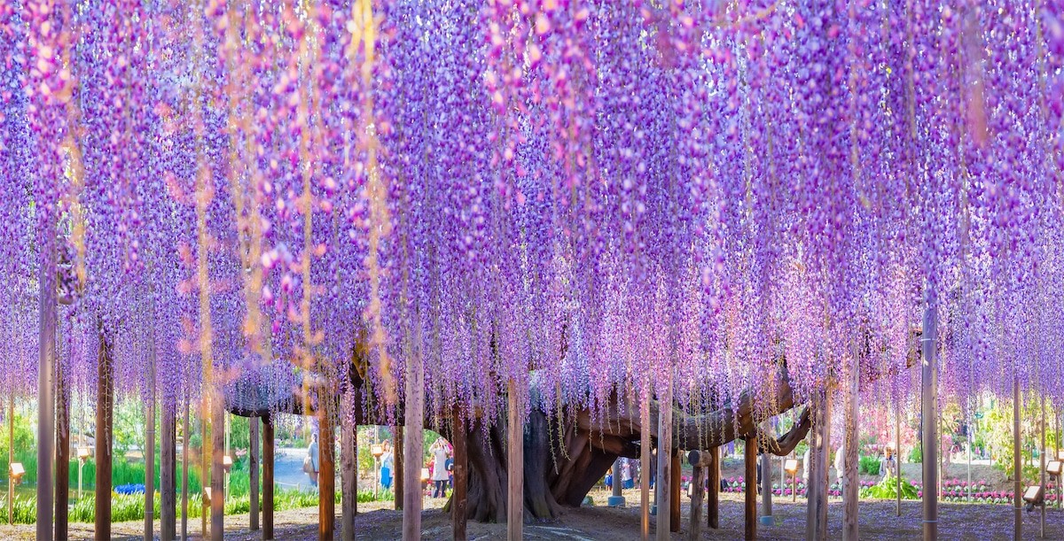 Curated Japanese Wisteria Seeds (5 Pack) – Stunning Purple Flower Vine
