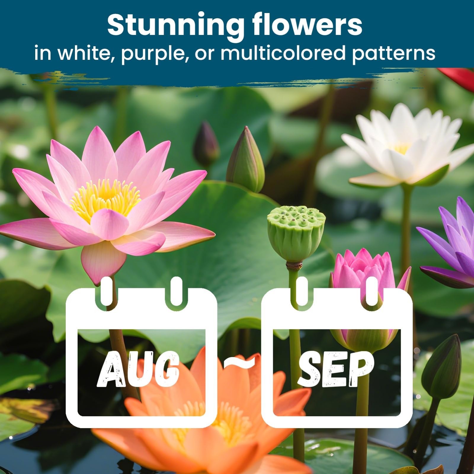 Mixed Bowl Lotus Seeds for Planting in Water – 160 PCS Water Lily & Pond Plants,