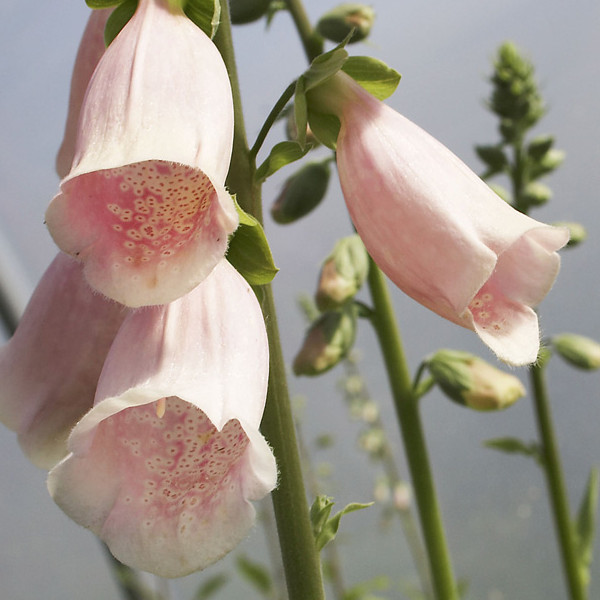 Apricot Beauty Foxglove Seeds | 200 – 4,000 Seeds | Non-GMO | Free Shipping 1247