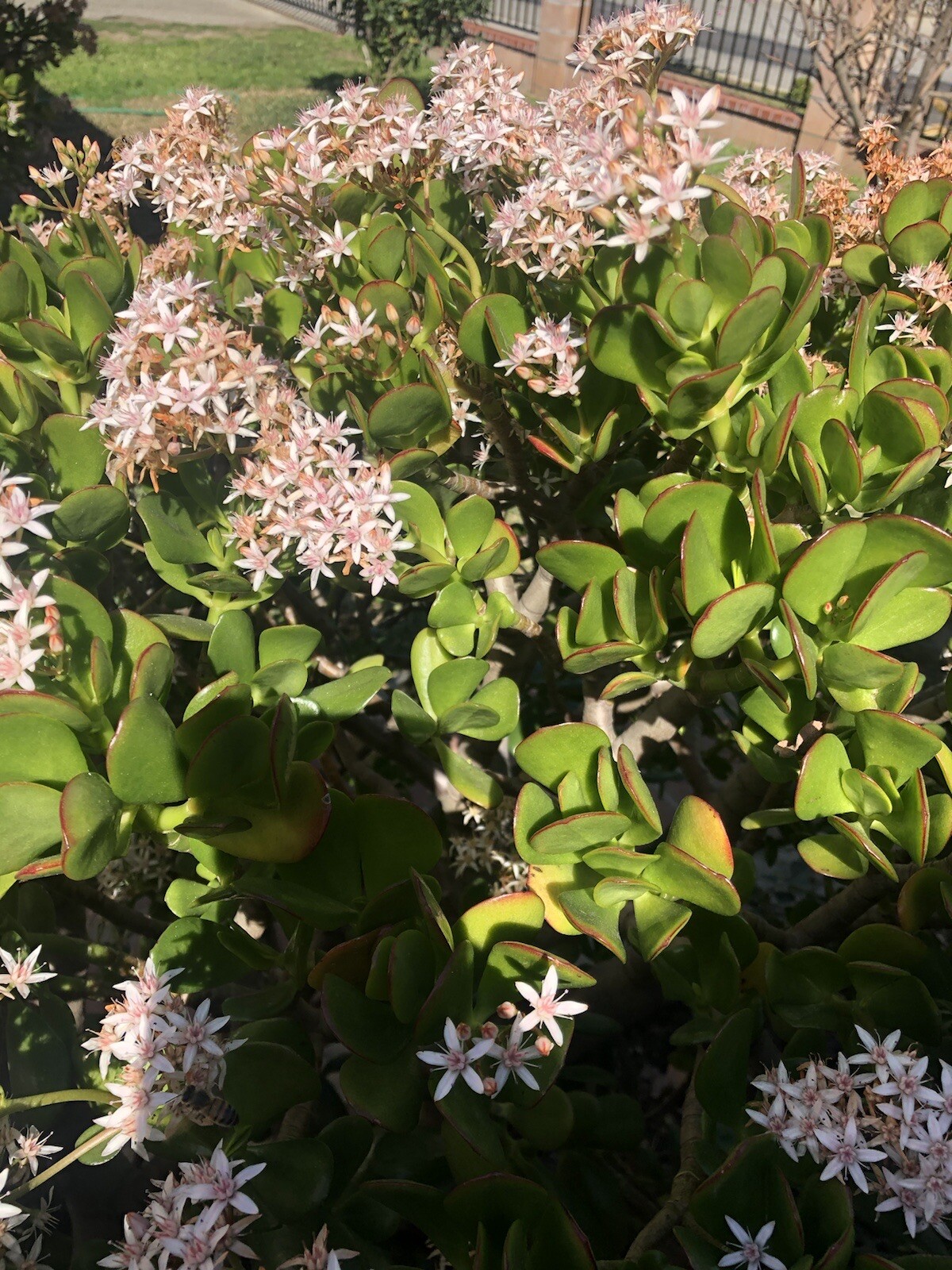 3 Jade Plant Fresh Cutting Money Plant Ready To Plant No Root