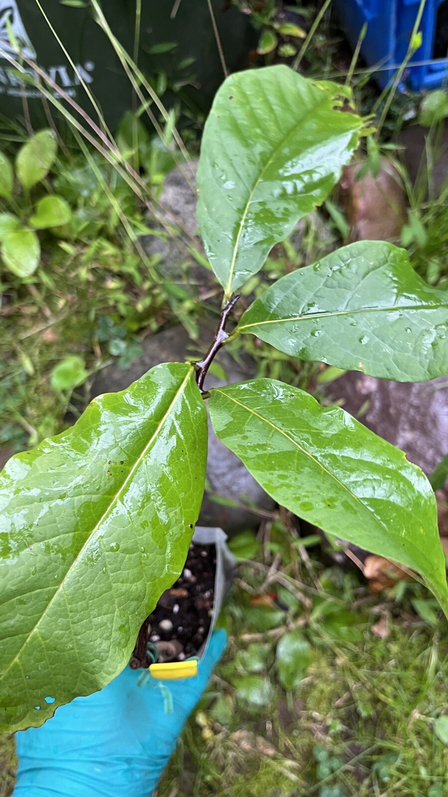 Asimina triloba ‘Sunflower’, grafted 3-6 inches tall plant (Poor Man’s Banana)