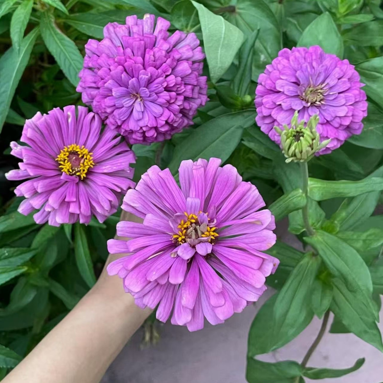 50 Purple Zinnia Seeds – Large Double Blooms, Easy Annual Garden Flowers
