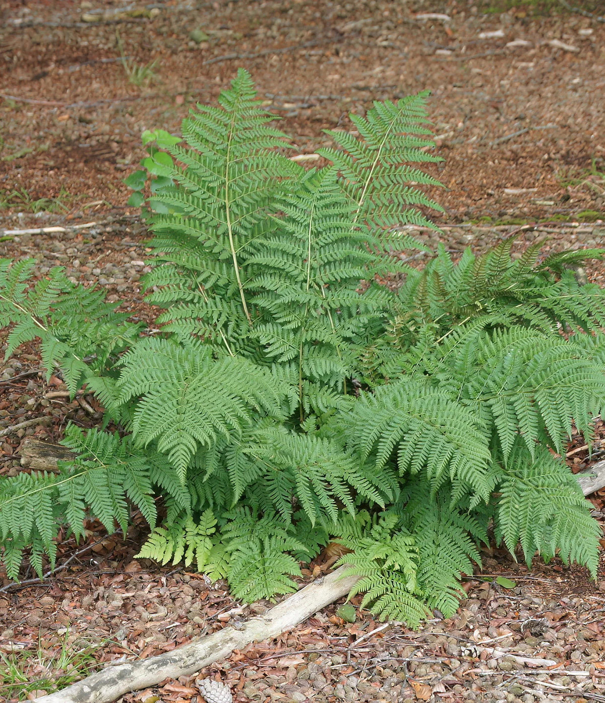 Lady Fern – 3 root divisions
