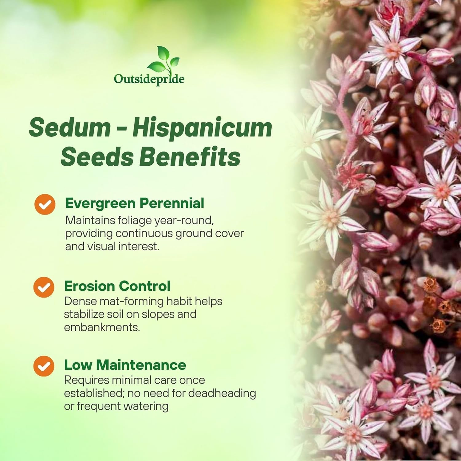 1000 Seeds Sedum Hispanicum Drought Tolerant Spanish Stonecrop Ground Cover