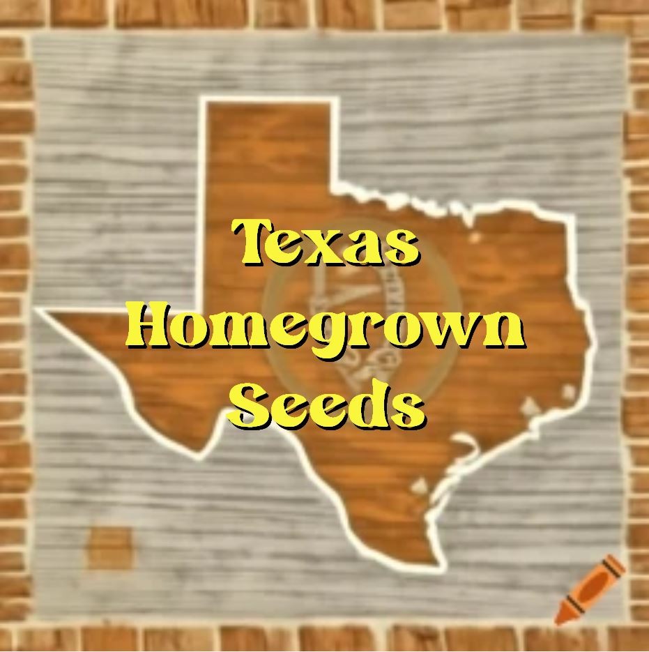 50 Heirloom HUGE Bidwell Casaba Melon Seeds – Up to 15lbs Of Sweetness!