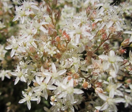 SEDUM WHITE STONECROP Sedum Album – 200 Bulk Seeds