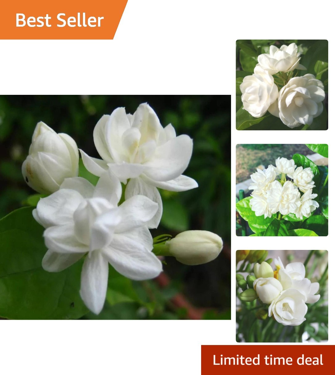 Climbing Jasmine Flower Seeds – 200+ Non-GMO Seeds for a Fragrant Garden Oasis