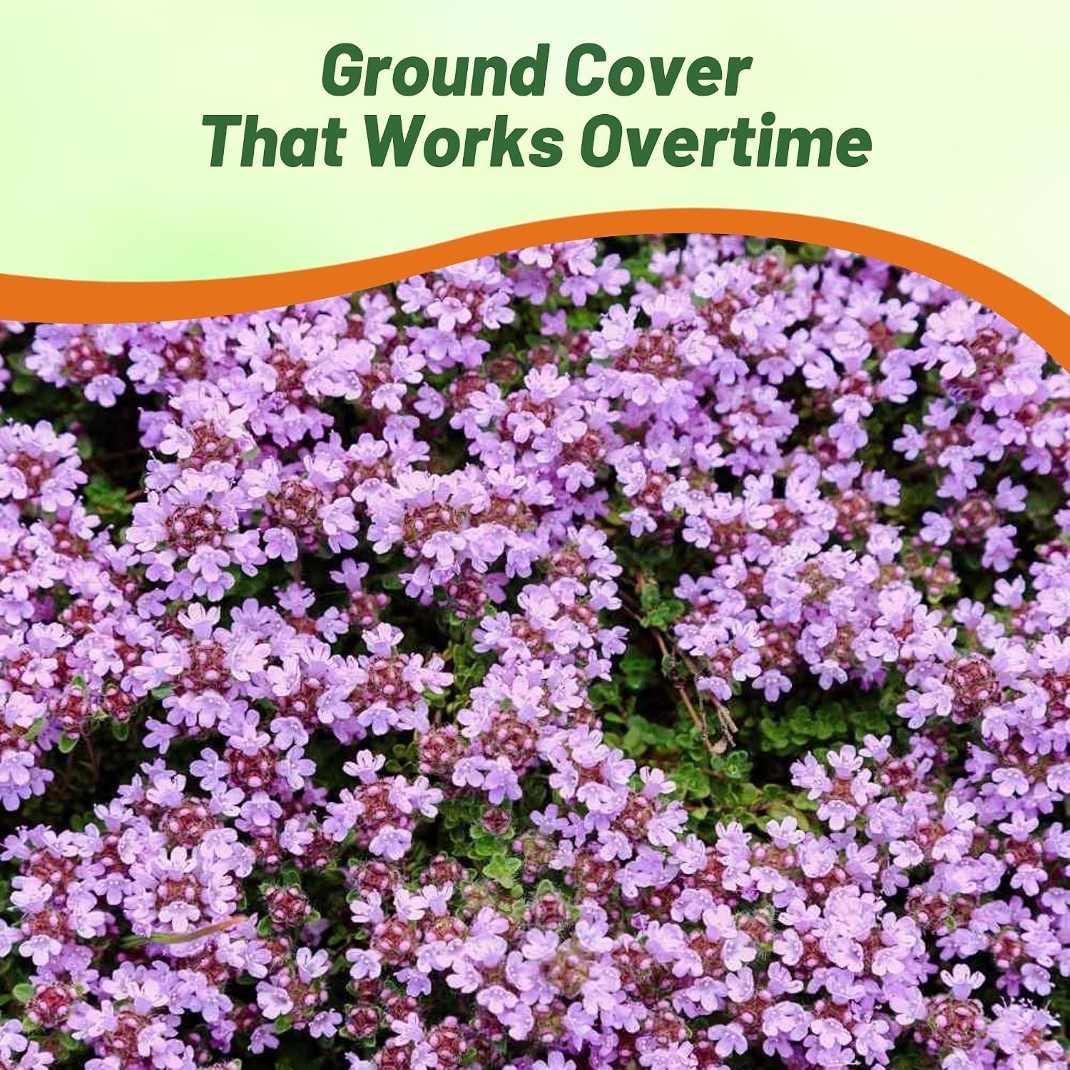 Easy-to-Grow Creeping Thyme Seeds – Fragrant Purple Flowers