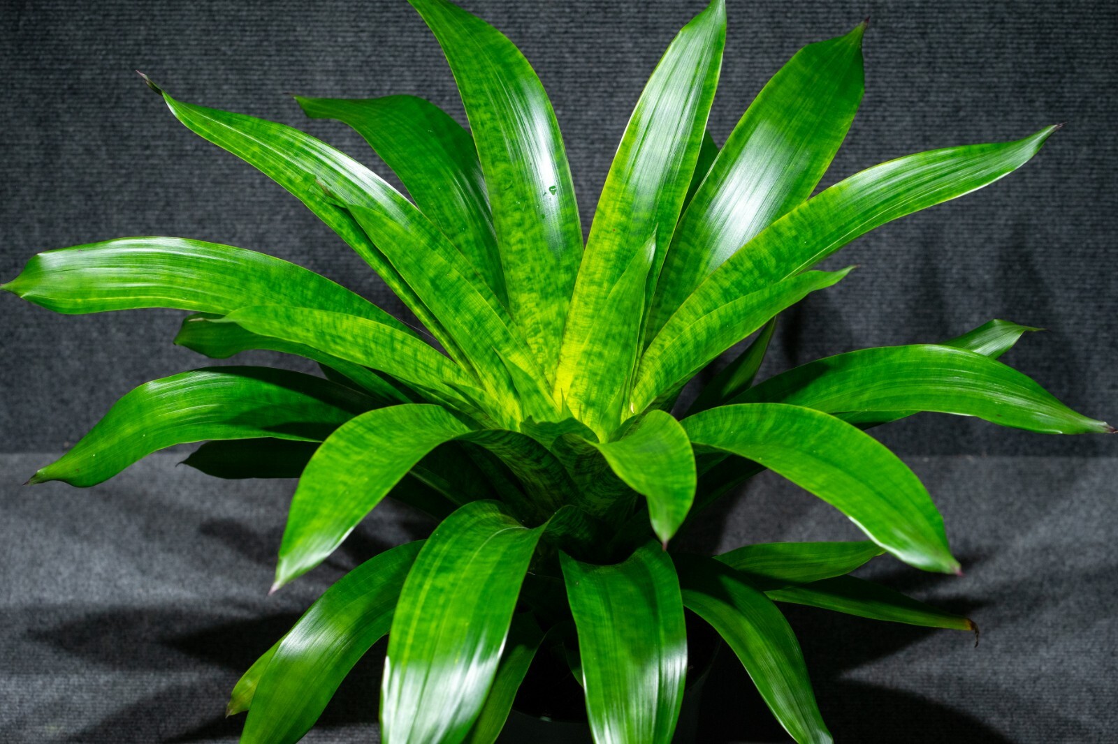 Bromelia – Vriesea Supernatural 6″ pot – Live plant