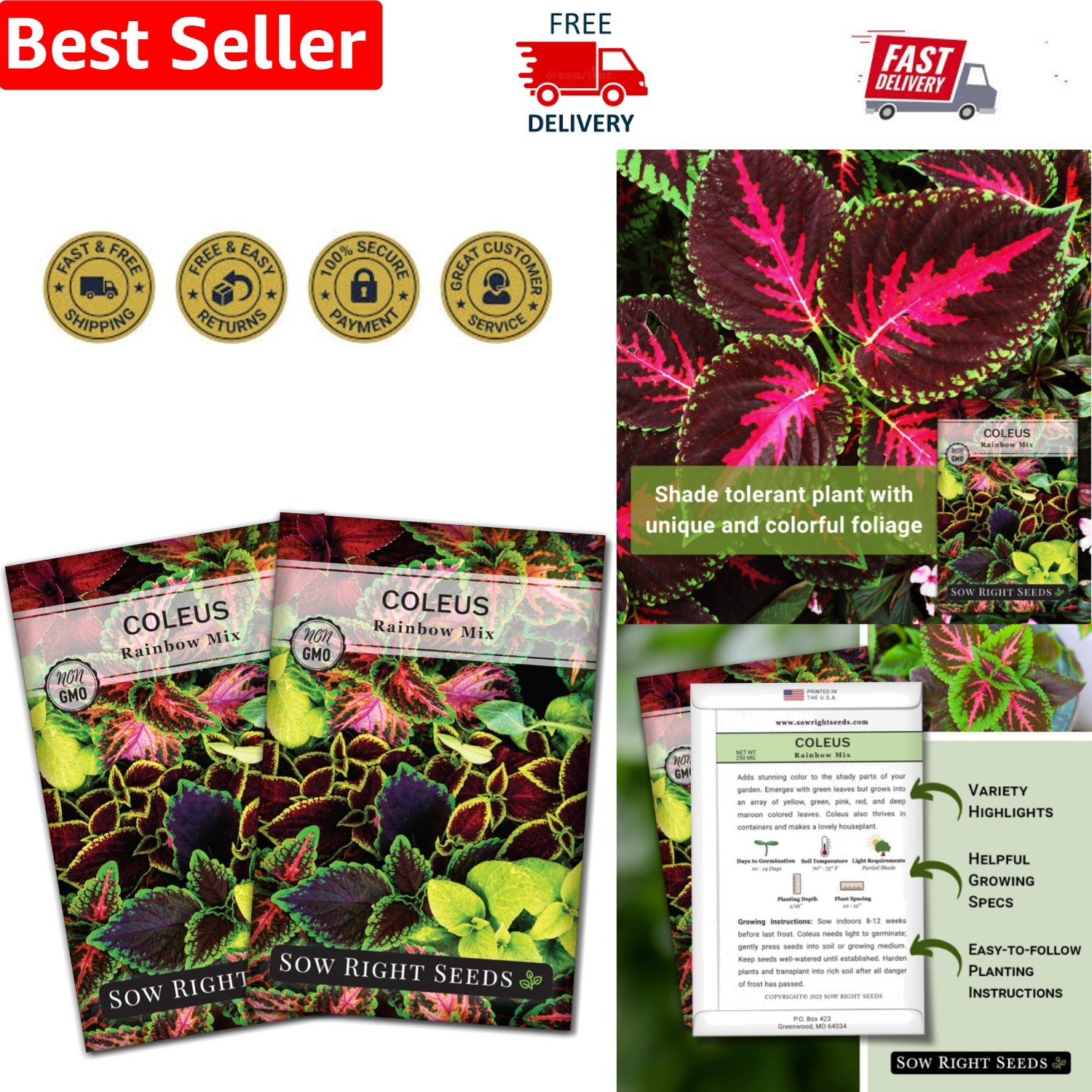 Exquisite Rainbow Mix Coleus Seeds – Easy to Grow, -Round Blooms for Gardens