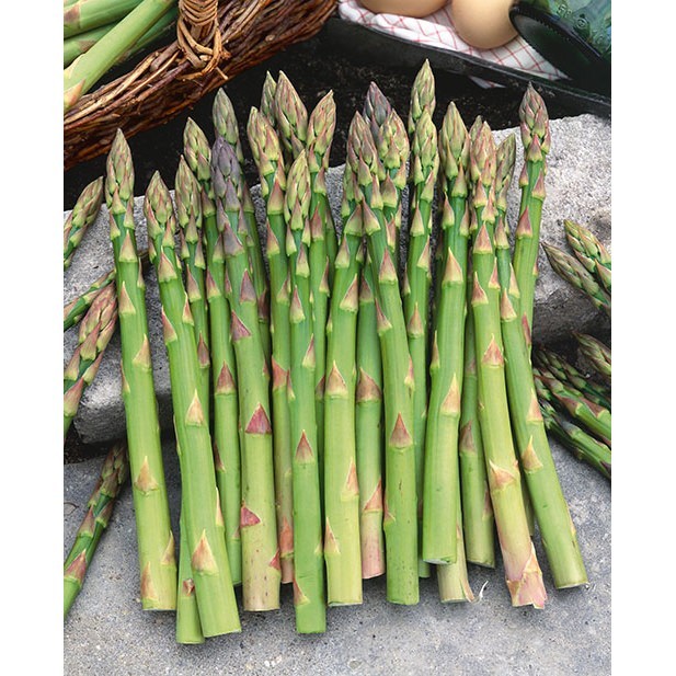 12 Asparagus Crowns “Mary Washington” 2 Yr(Pack of 12 Bare Root Plants)Zone 3-8