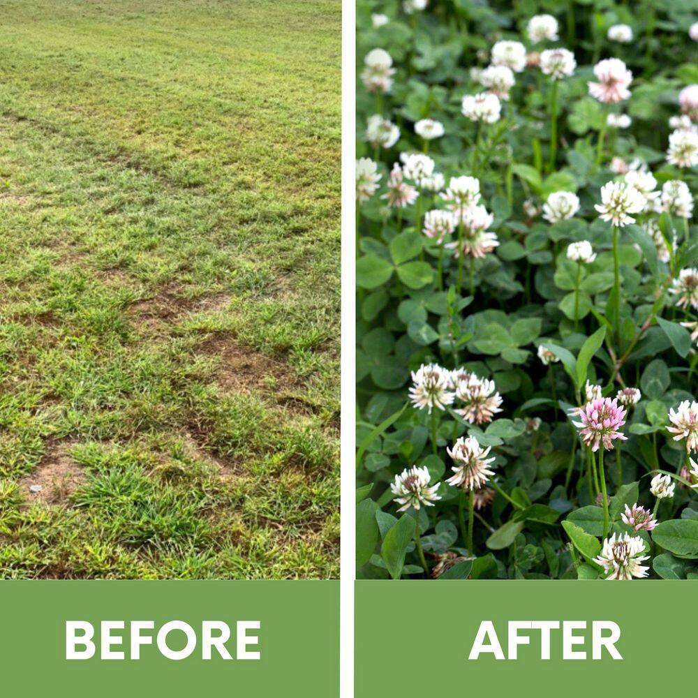 Dutch White Clover Flower Lawn Seed Kit, Easy Spread Shaker, Low Mnt, Alt Ground