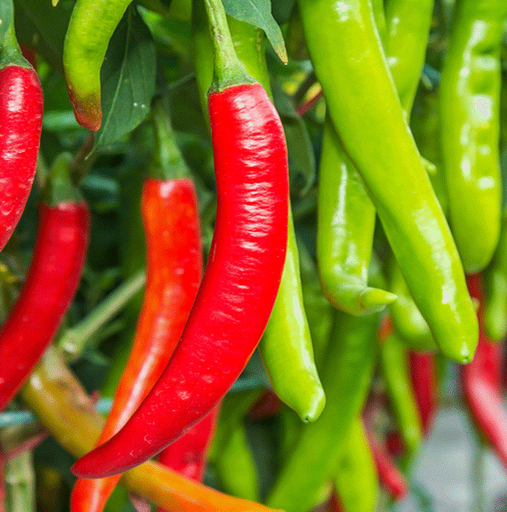 Large Red Thick Cayenne Pepper Seeds | Hot Spicy Chile Chili Vegetable Seed 2024