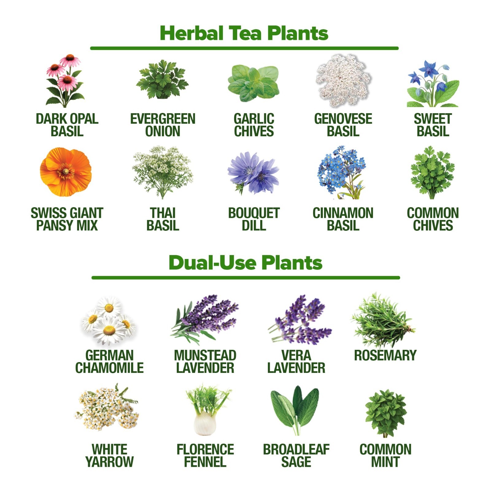 32 Medicinal Herb & Tea Seeds Variety Pack – Non-GMO, Heirloom, Easy Grow Kit