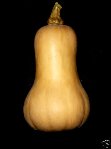20+ SWEET COMPACT VINE BUTTERNUT WINTER SQUASH SEEDS 8-12″ 2-5 LBS NUTTY FLAVOR