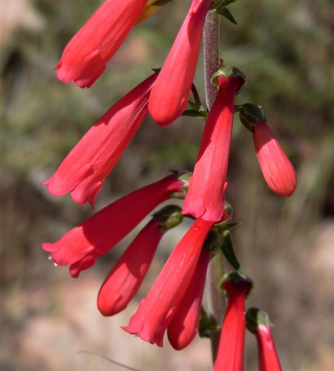 Penstemon EATON’S Red Hummingbird Perennial Beardtongue USA Non-GMO 200 Seeds!