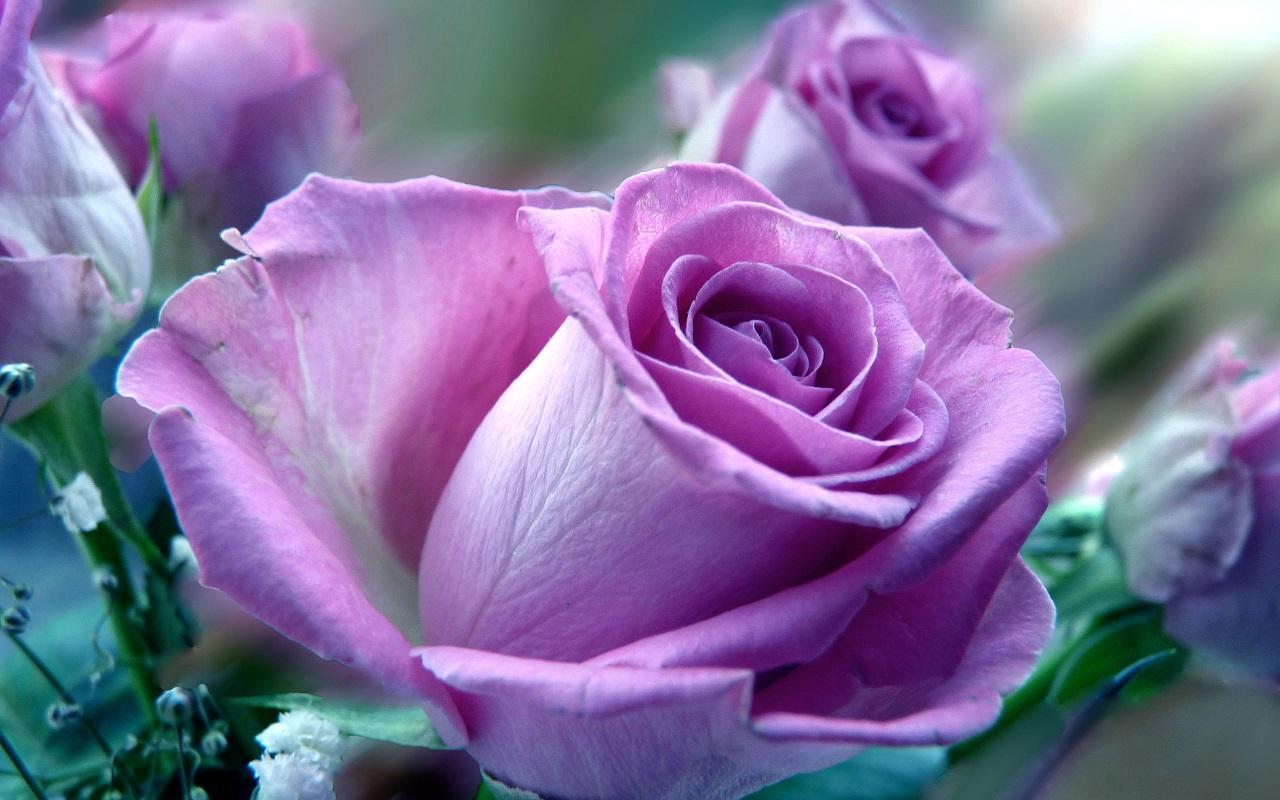 Light Purple Rose Bush 20 or 100 Seeds~Rare-Free Shipping-USA Seller