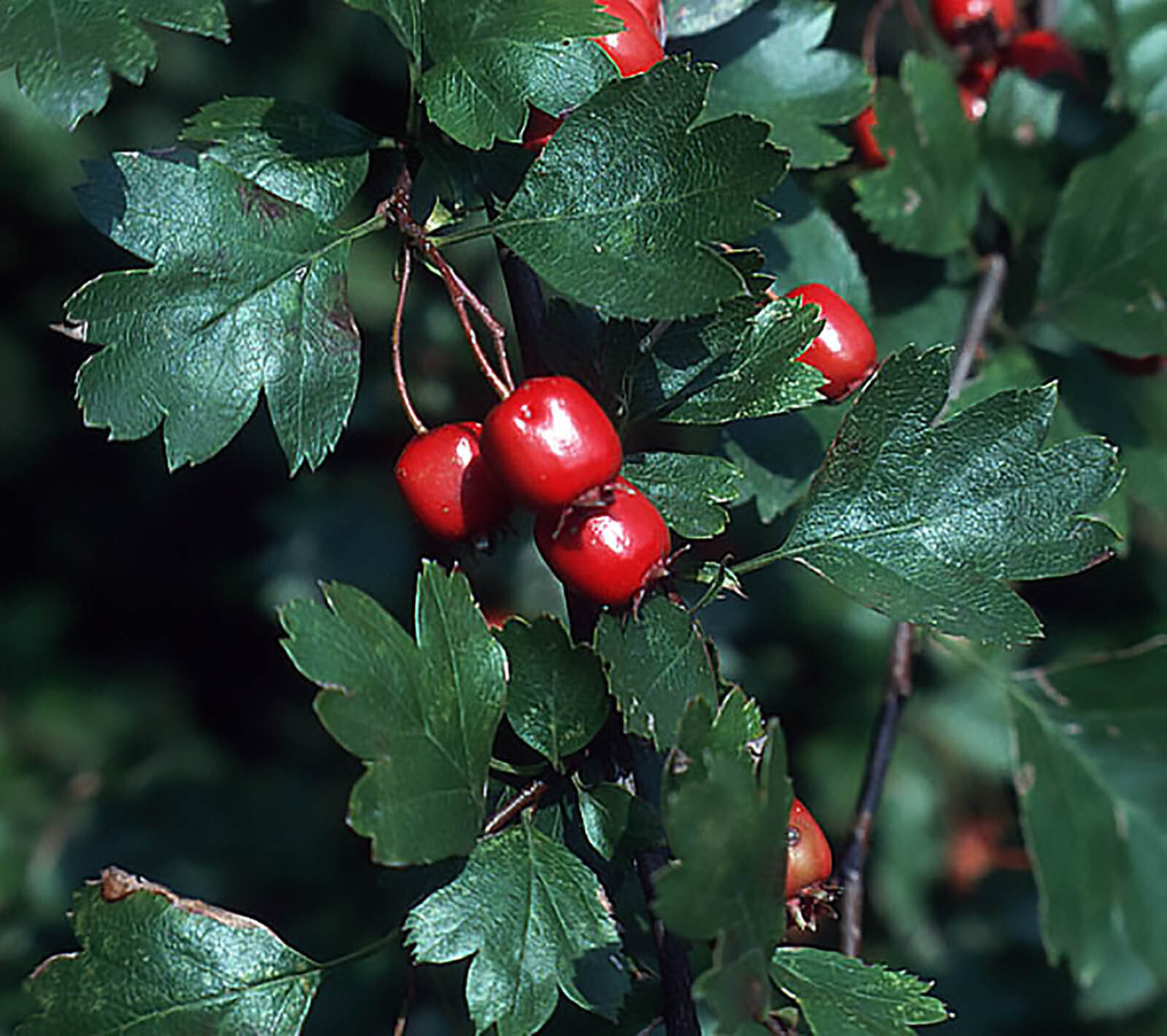 English Hawthorn, Crataegus laevigata, Tree Seeds (Edible, Hardy, Showy)