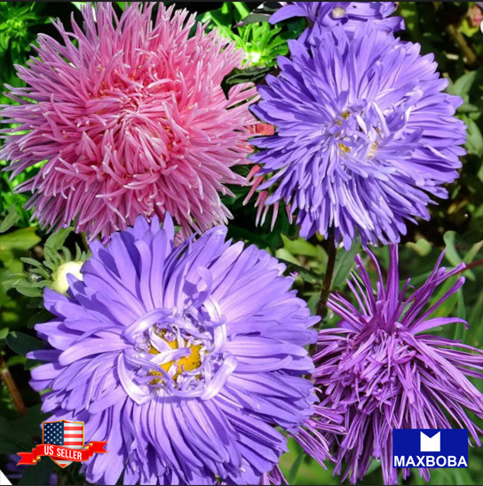 Aster Seeds Crego Giant Mixture Non-GMO
