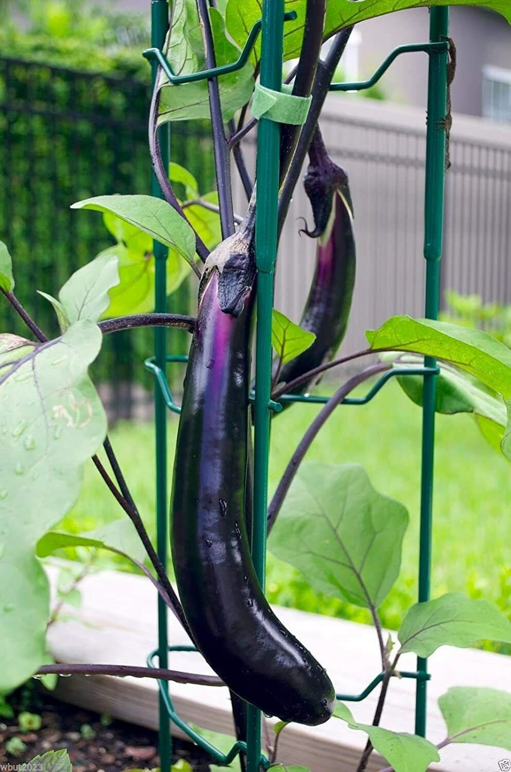 150 Long Purple Eggplant Seeds for Planting Non-GMO Exotic Heirloom Vegetables
