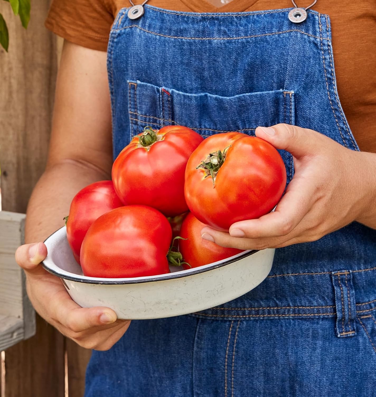 Burpee ‘Celebrity’ Hybrid Red Tomato Slicer 35 35 Seeds, Celebrity