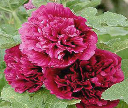 HOLLYHOCK QUEENY PURPLE DOUBLE Alcea Rosea – 75 Bulk Seeds