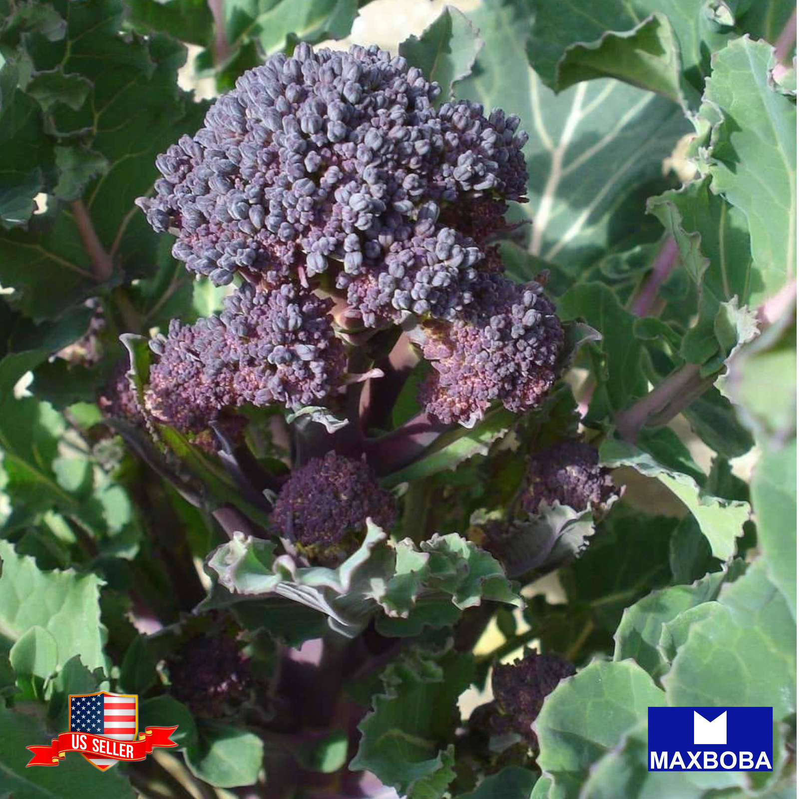 Broccoli Seeds – Early Purple Sprouting Vegetable Non-GMO Heirloom