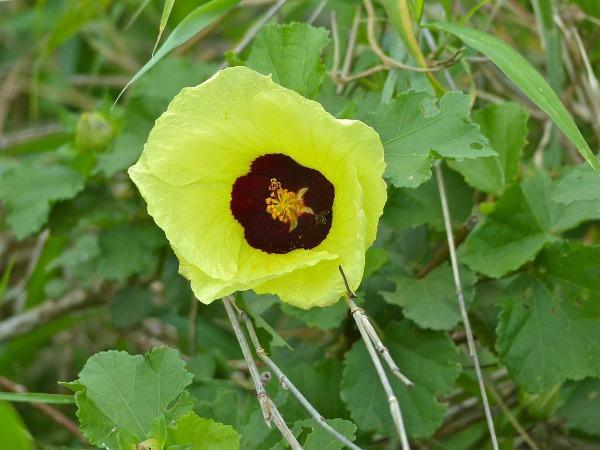 Hibiscus cannabinus | Yellow Flower | Kenaf | 10 Seeds