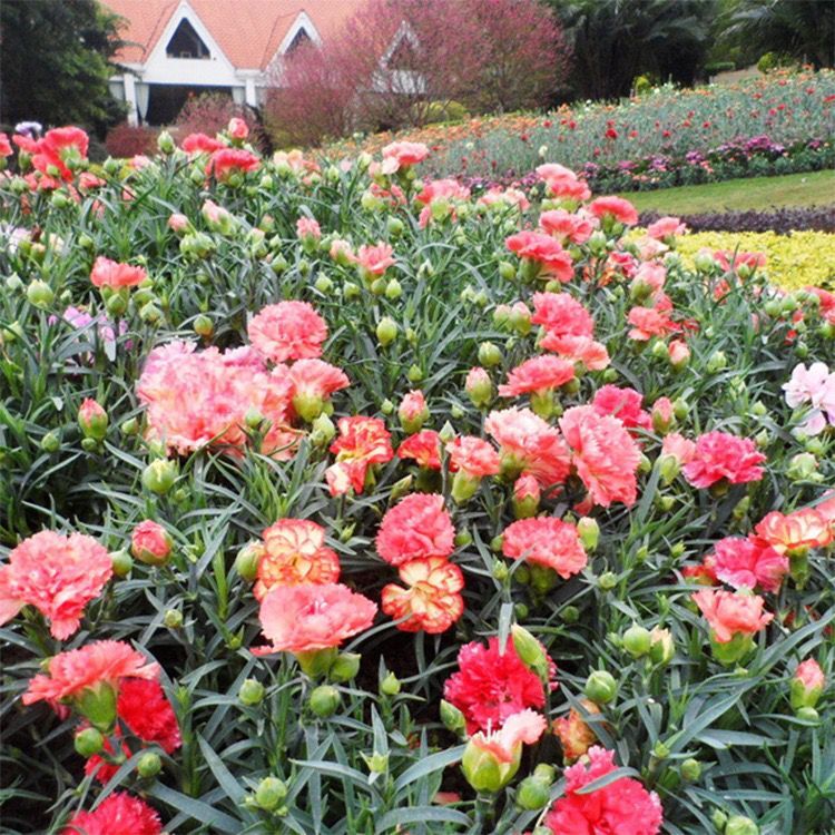 20 SEEDS CARNATION Dianthus Caryophyllus for germination flower exotic garden
