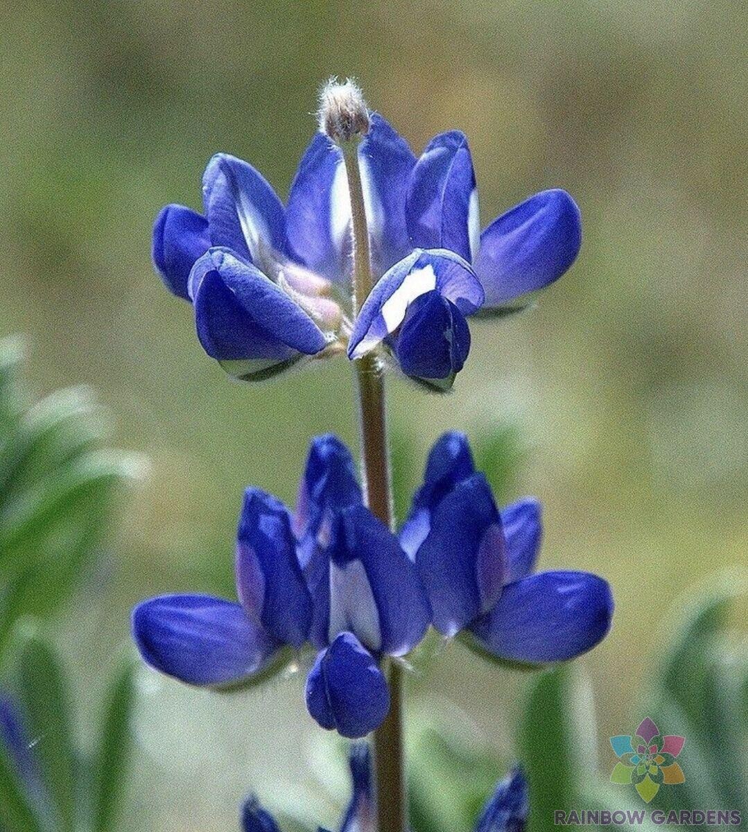 25+ Bicolor Mini Lupine Seeds for Garden Planting – USA – FREE SHIPPING!