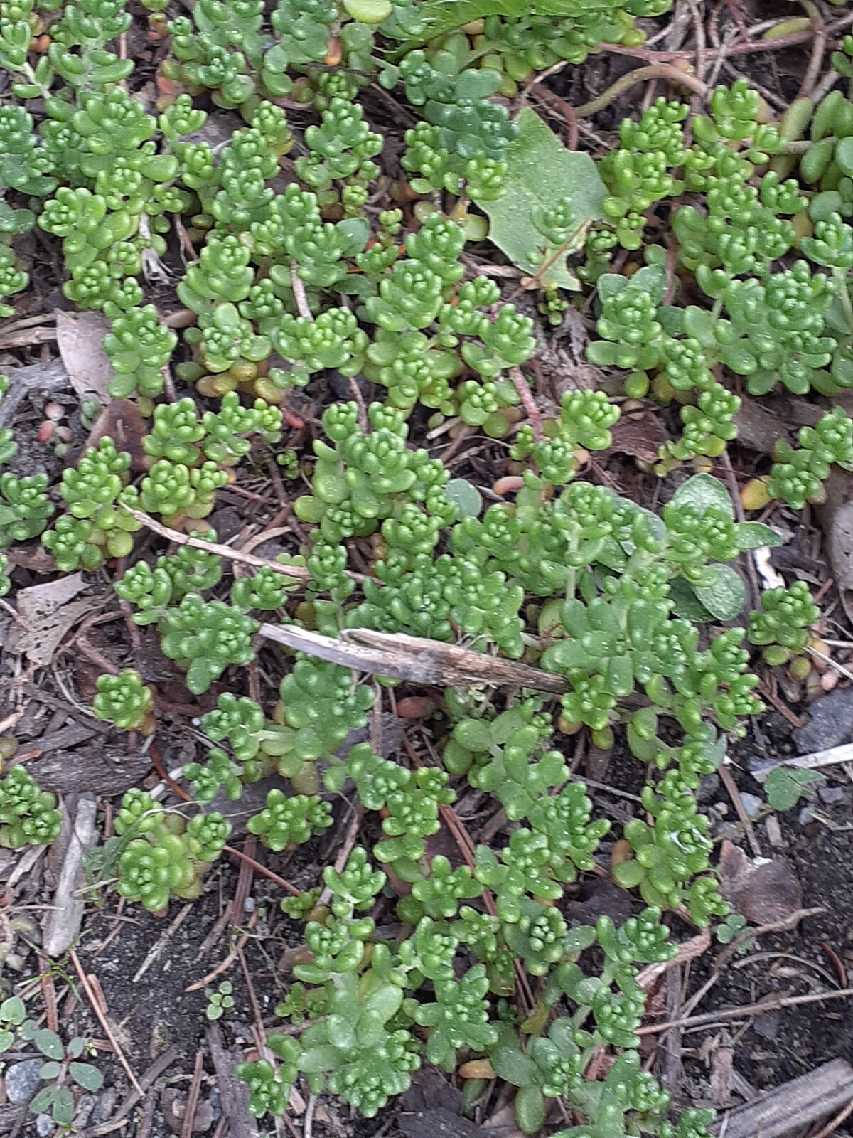Sedum stonecrop seeds 50+ mix