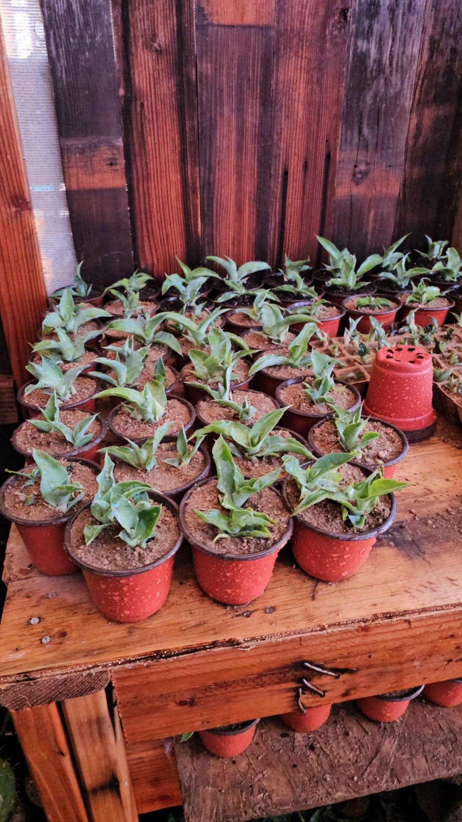 Agave Vilmoriniana Seeds, 125 pack; Aka: Amolé & Octupus Agave
