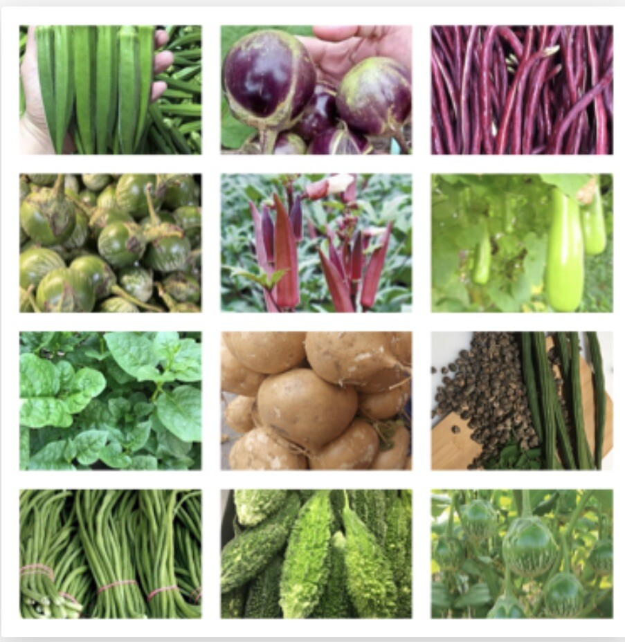 20 Packets Asian Vegetable Seeds for Planting. NON GMO. Grow your own food!