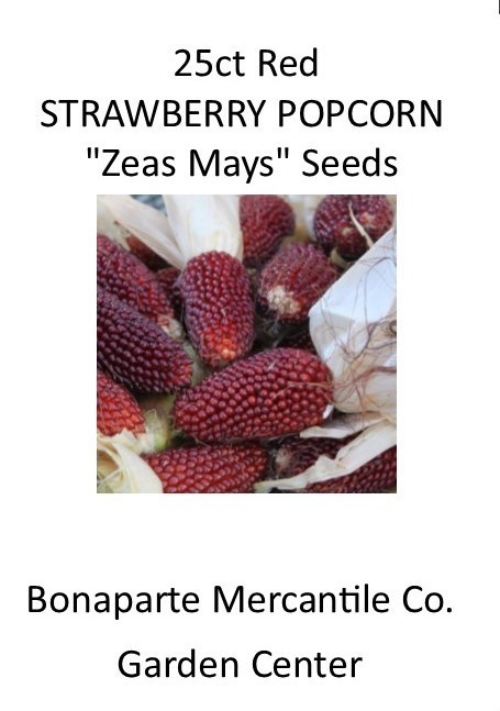 25 ct seeds Red STRAWBERRY POPCORN CORN “Zeas Mays” Heirloom- DECORATIVE MAIZE