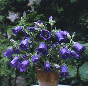 Campanula medium Single Lavender Blue 2,500 seeds