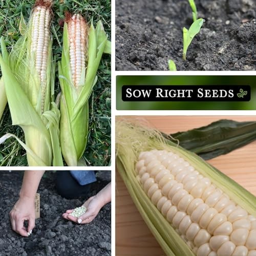 Heirloom Heirloom Seeds – Non-GMO Hickory King White Corn Seeds – Pack of 1