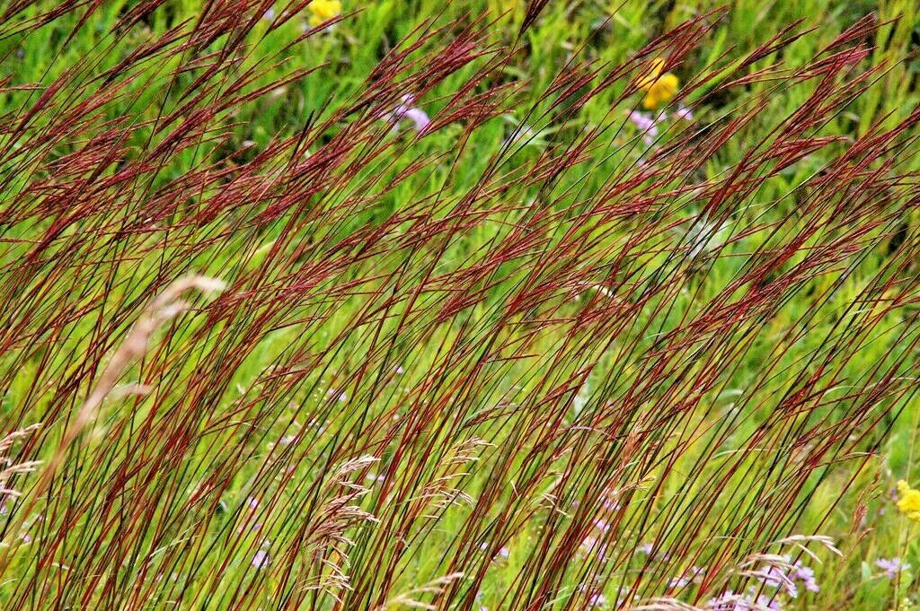 1000 Big Bluestem Seeds American Native Prairie Grass Andropogon gerardii